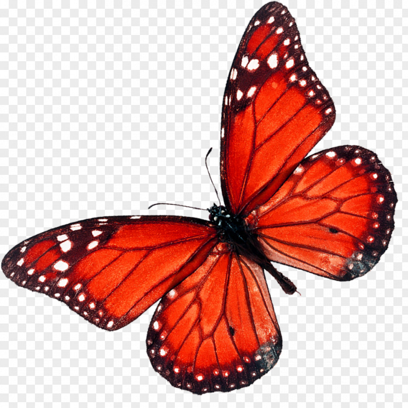 Butterfly Stock Photography Shutterstock PNG