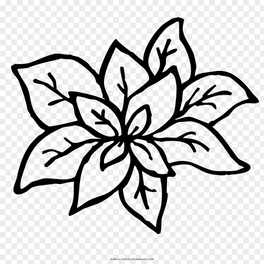 Drawing Coloring Book Basil Floral Design PNG