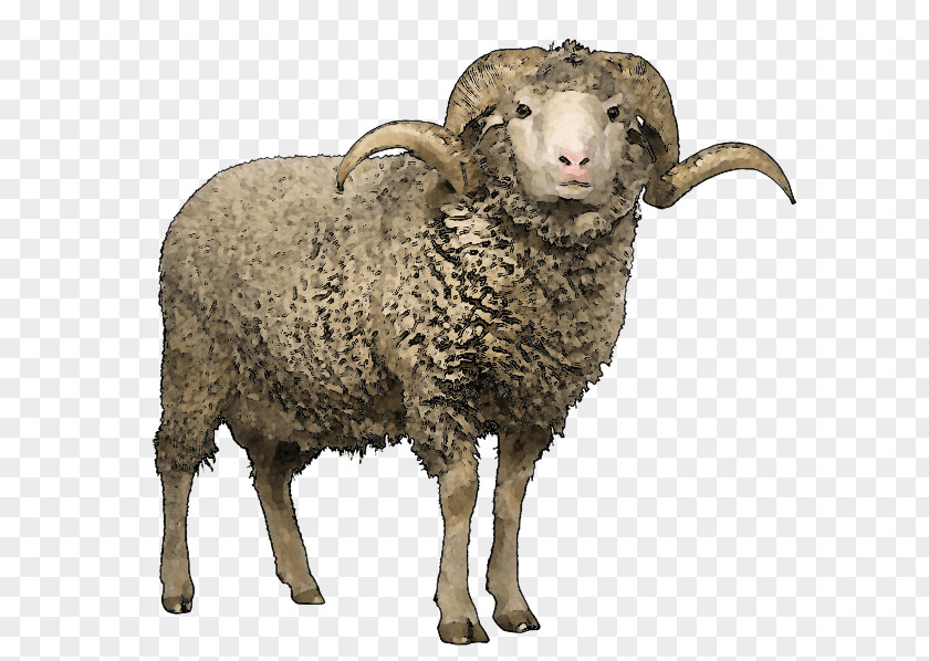 Goat Merino Romney Sheep Lincoln Clun Forest Texel PNG
