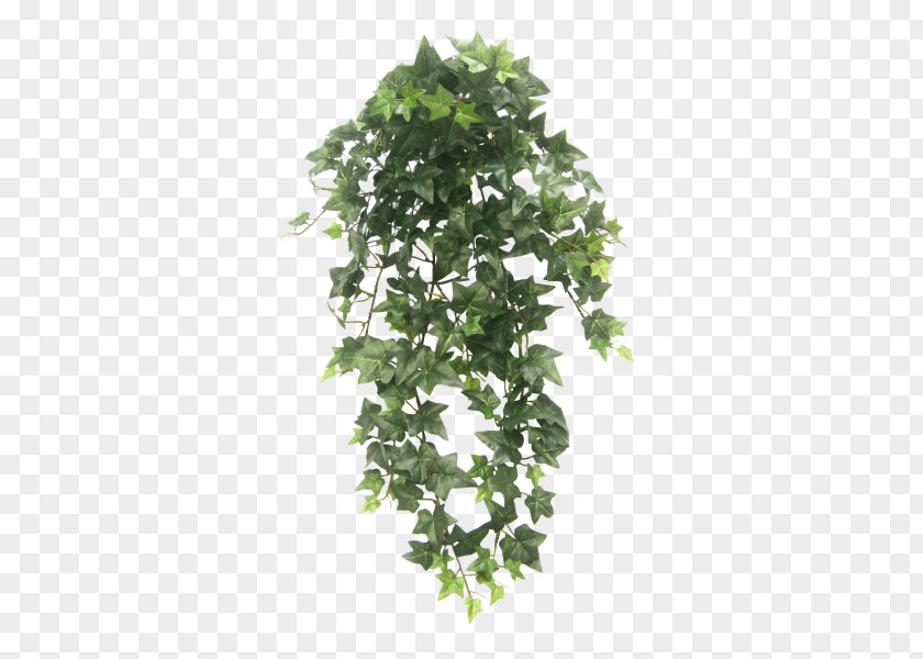 Plant Hanging Basket Houseplant Vine Tree PNG
