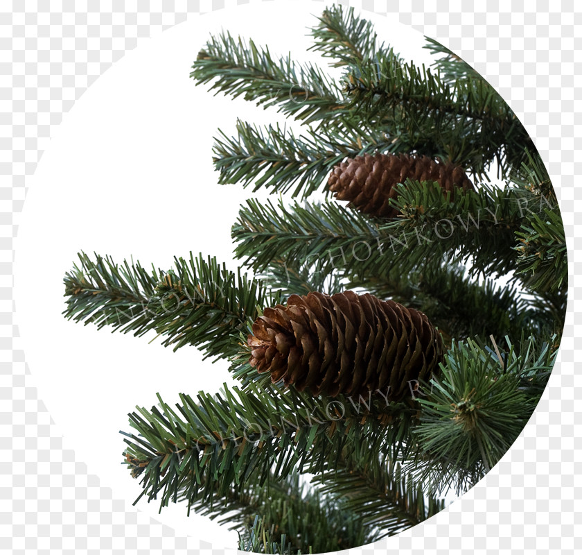 Raj Fir Spruce Pine Christmas Ornament Conifer Cone PNG