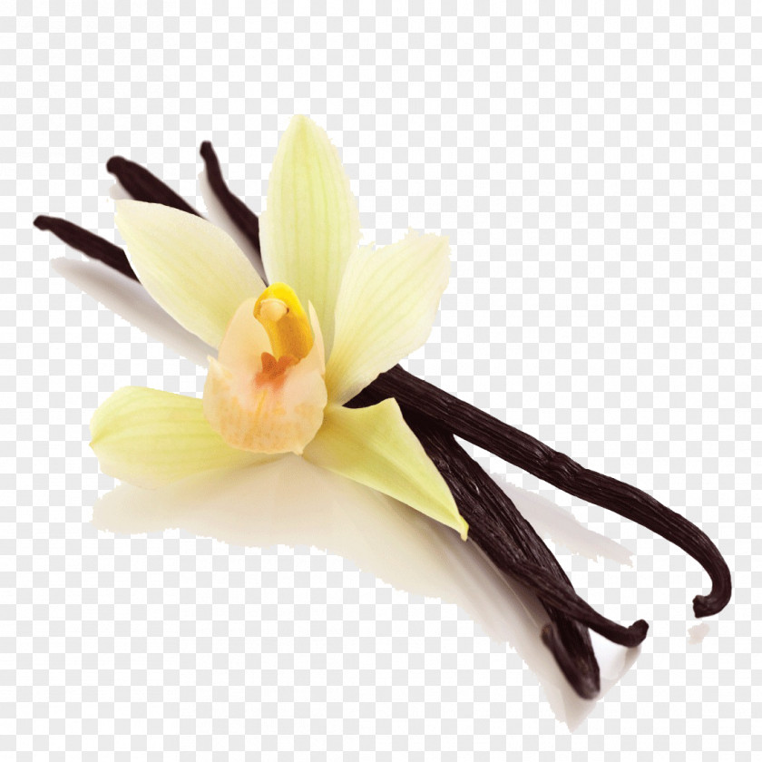 Vanilla Bean Picture Ice Cream Flat-leaved Spice Flavor PNG