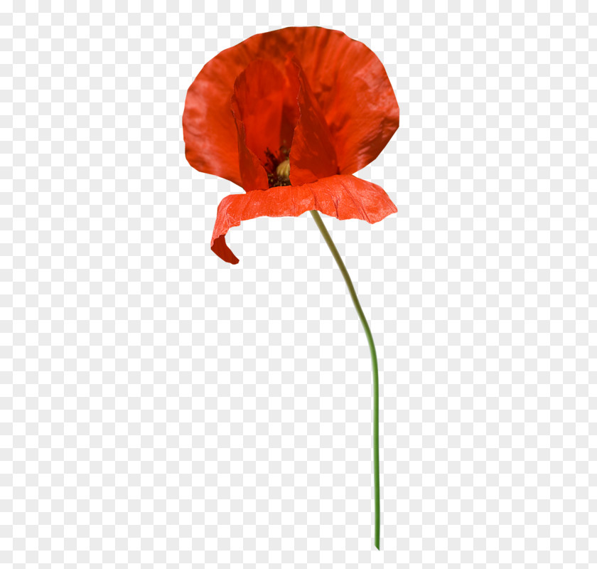 Coquelicot Insignia Common Poppy Clip Art Image PNG