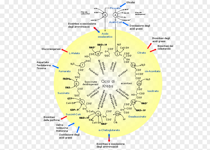 Ernst T Krebs Citric Acid Cycle Metabolism Cellular Respiration Enzyme PNG