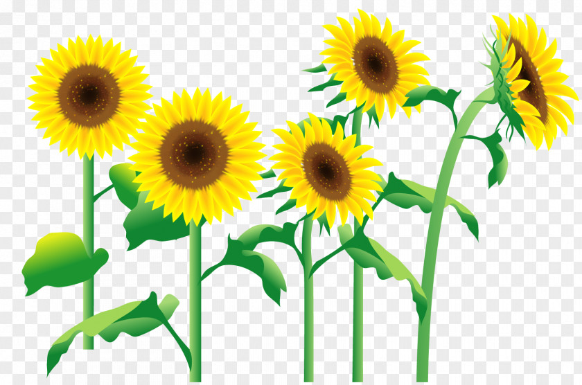 Flower Common Sunflower Photography Illustration Image PNG