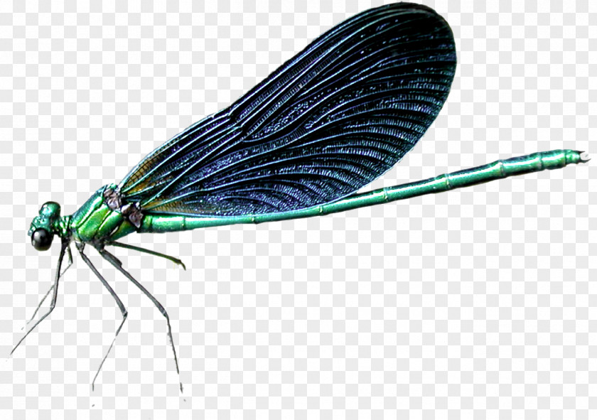 Pretty Little Dragonfly Bee Insect PNG