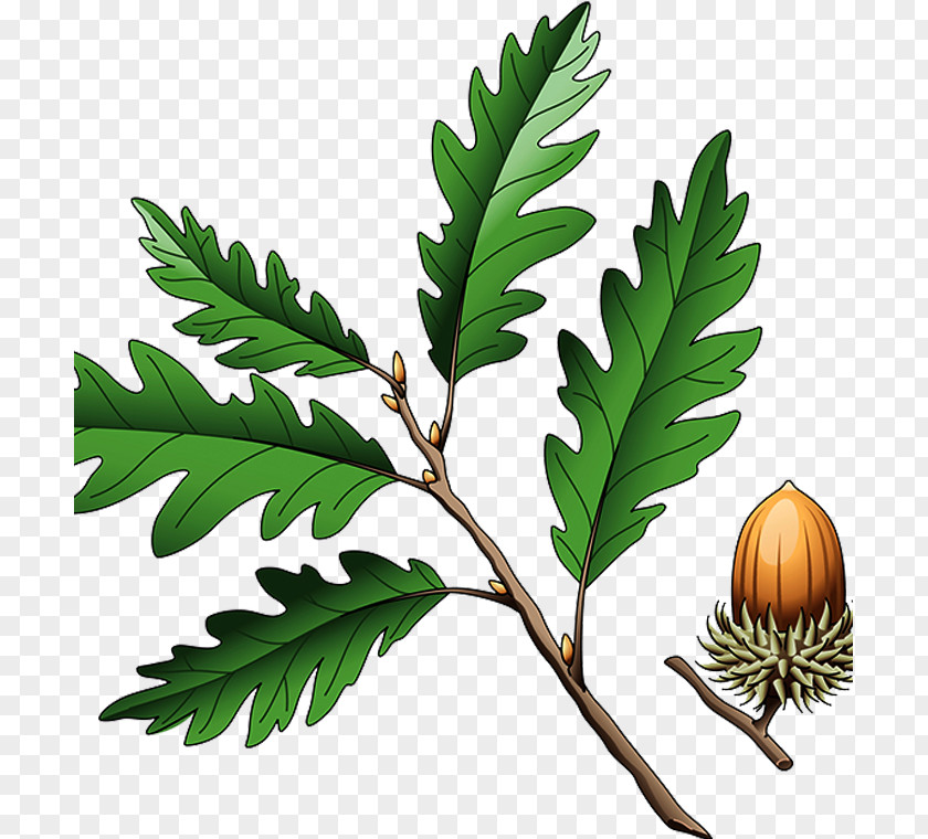 Acorn Southern Live Oak Quercus Coccinea Cerris Illustration PNG