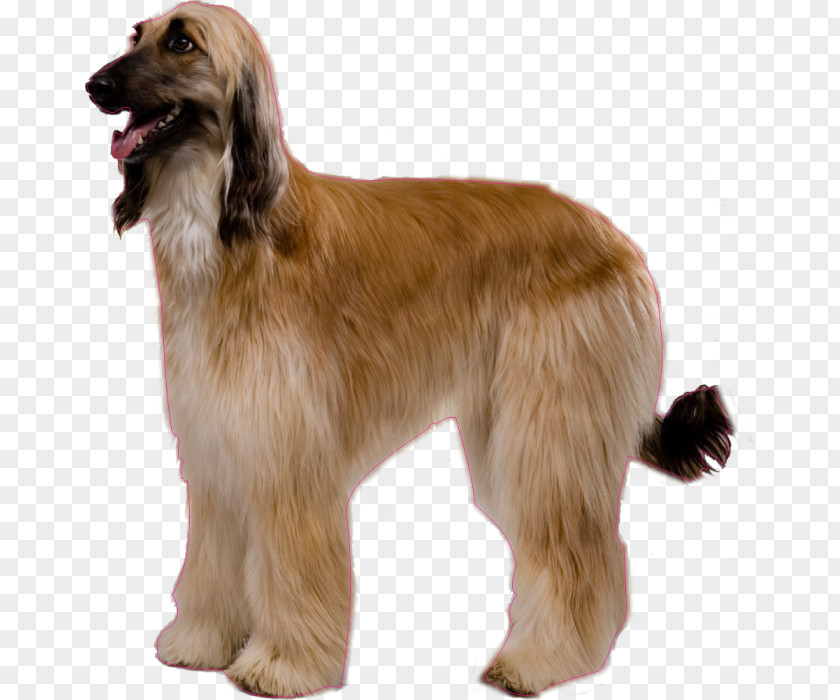 Afghan Blanket Hound Dog Breed Borzoi Australian Cattle American Eskimo PNG