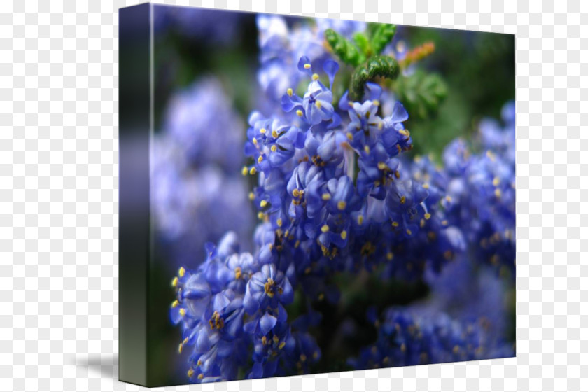 Blueberries Watercolor English Lavender Larkspur Catnips PNG