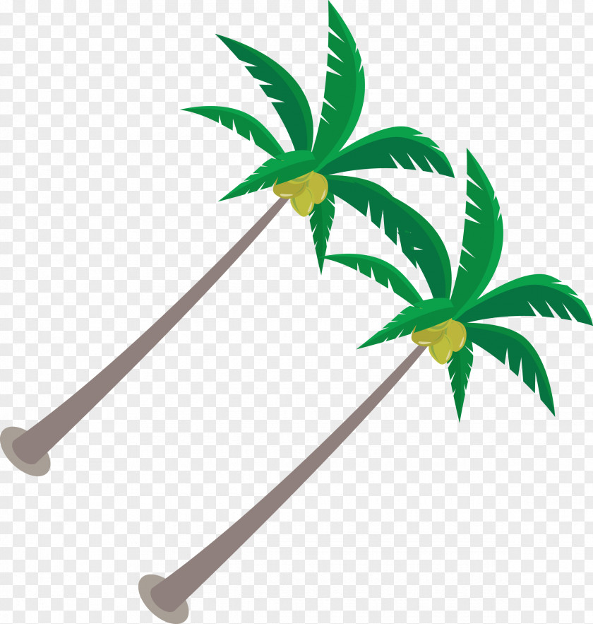 Coconut Tree Vector Branch Illustration PNG