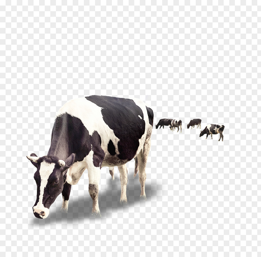 Creative Cow Dairy Cattle Milk Calf PNG