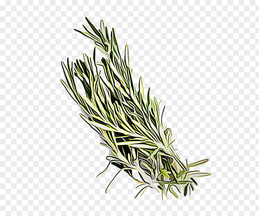 Elymus Repens Herb Rosemary PNG