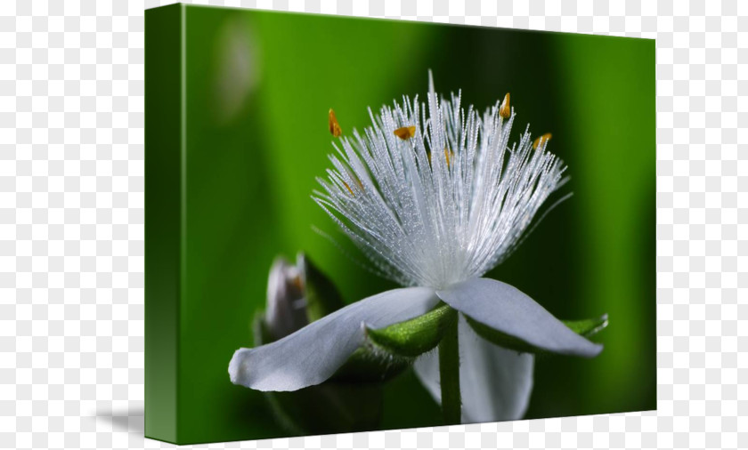 Fibre Optic Desktop Wallpaper Close-up Computer Wildflower PNG