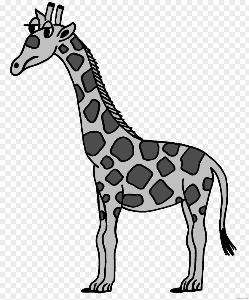 Giraffe Clip Art Image Free Content Drawing PNG