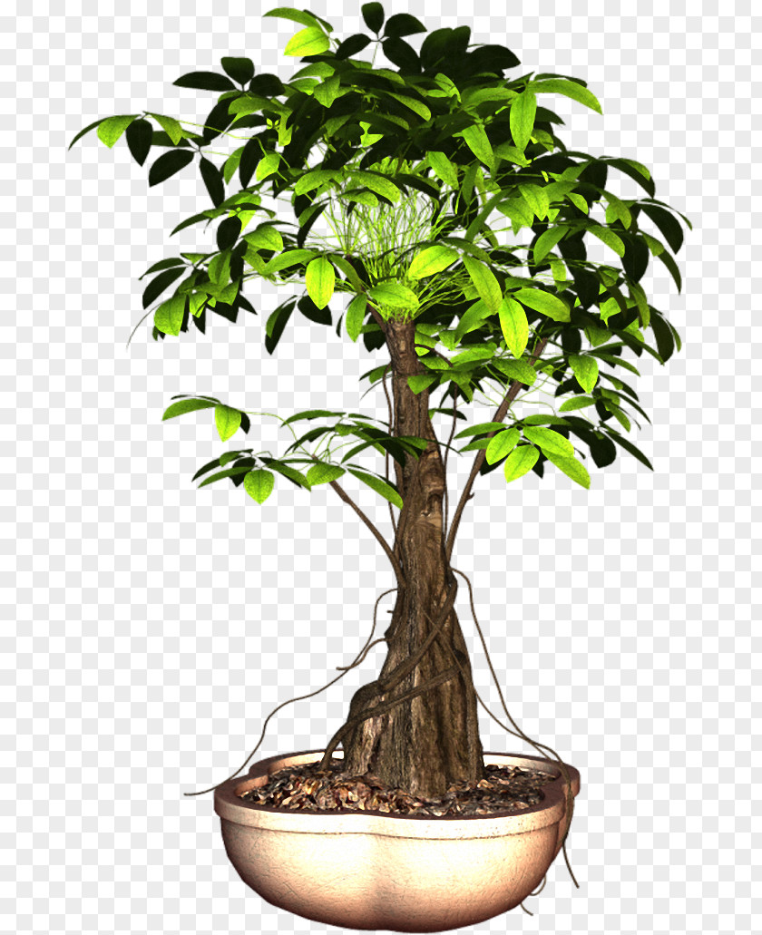 Plant Sageretia Theezans Flowerpot Tree PNG