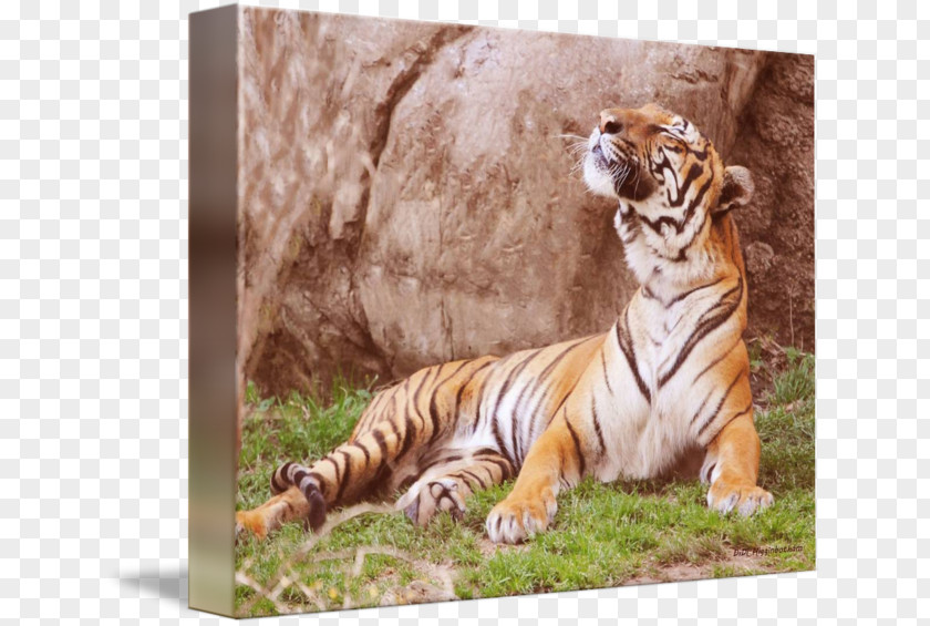 Tiger Malayan Cat Wildlife Terrestrial Animal PNG