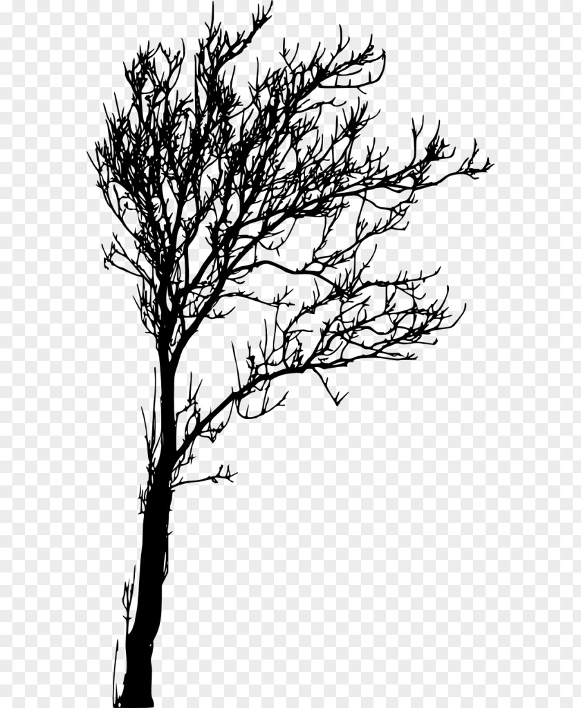 Tree Twig Branch PNG