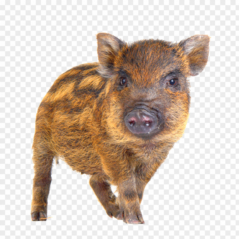 A Wild Boar Bird Game Hogs And Pigs PNG