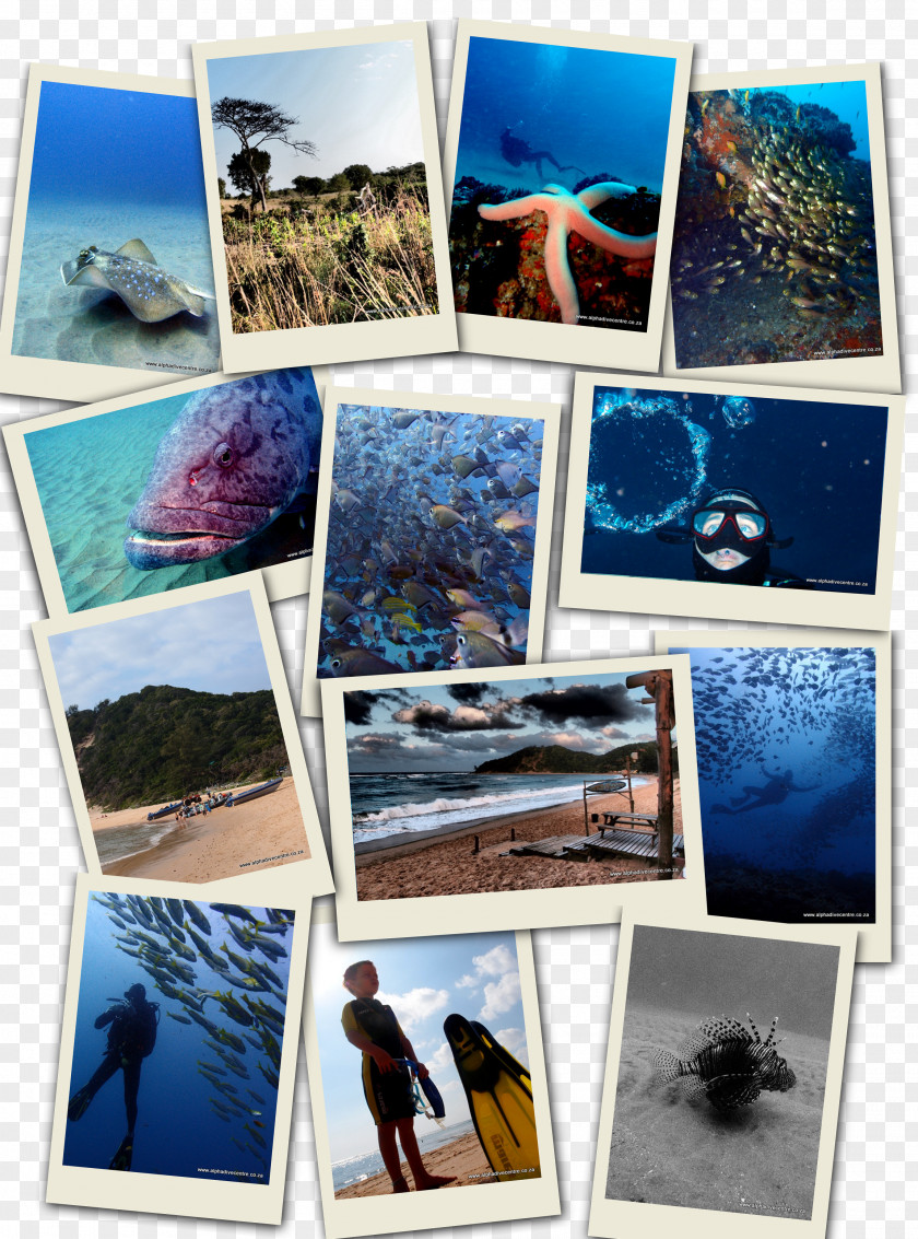 Collage Alpha Dive Centre Scuba Diving Underwater Sodwana Bay PNG