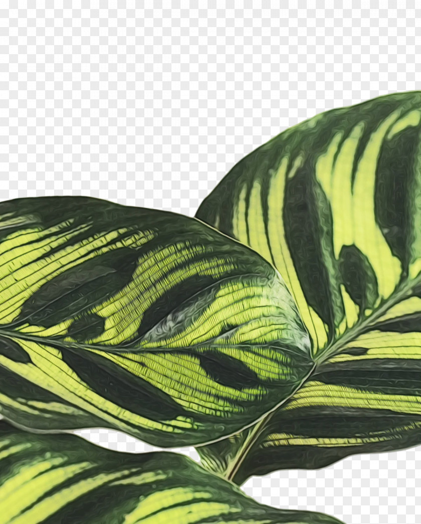 Leaf Green Pattern Science Biology PNG