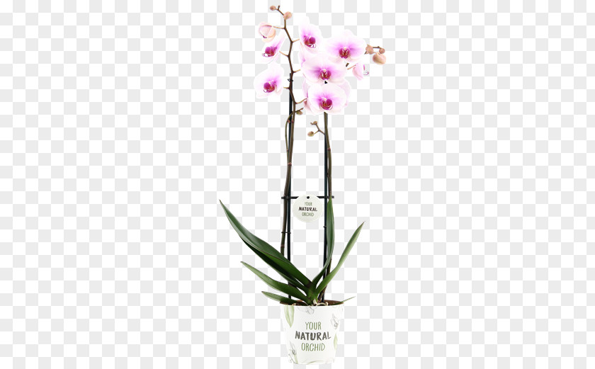 Moth Orchids Dendrobium Flowerpot Cut Flowers PNG