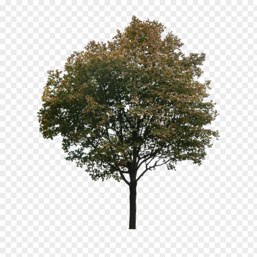 Plant A Tree PNG