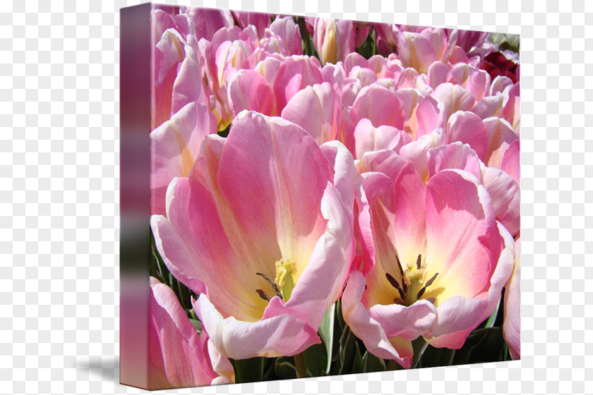 Tulip Cut Flowers Petal Pink M PNG