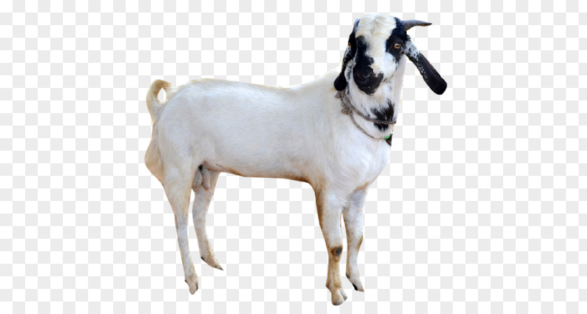 Goat Sheep Cattle Snout PNG