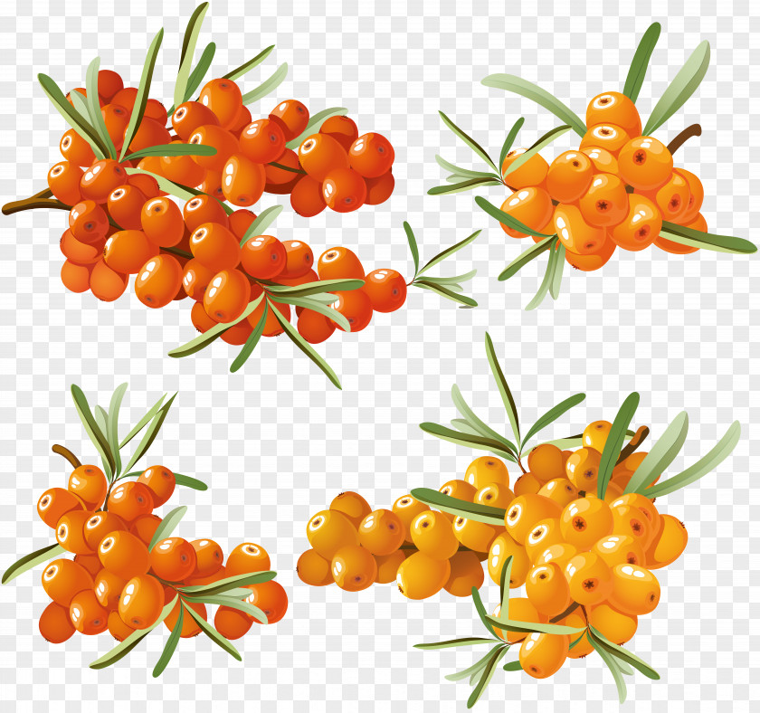 Sea Buckthorn Fruit Seaberry Clip Art PNG