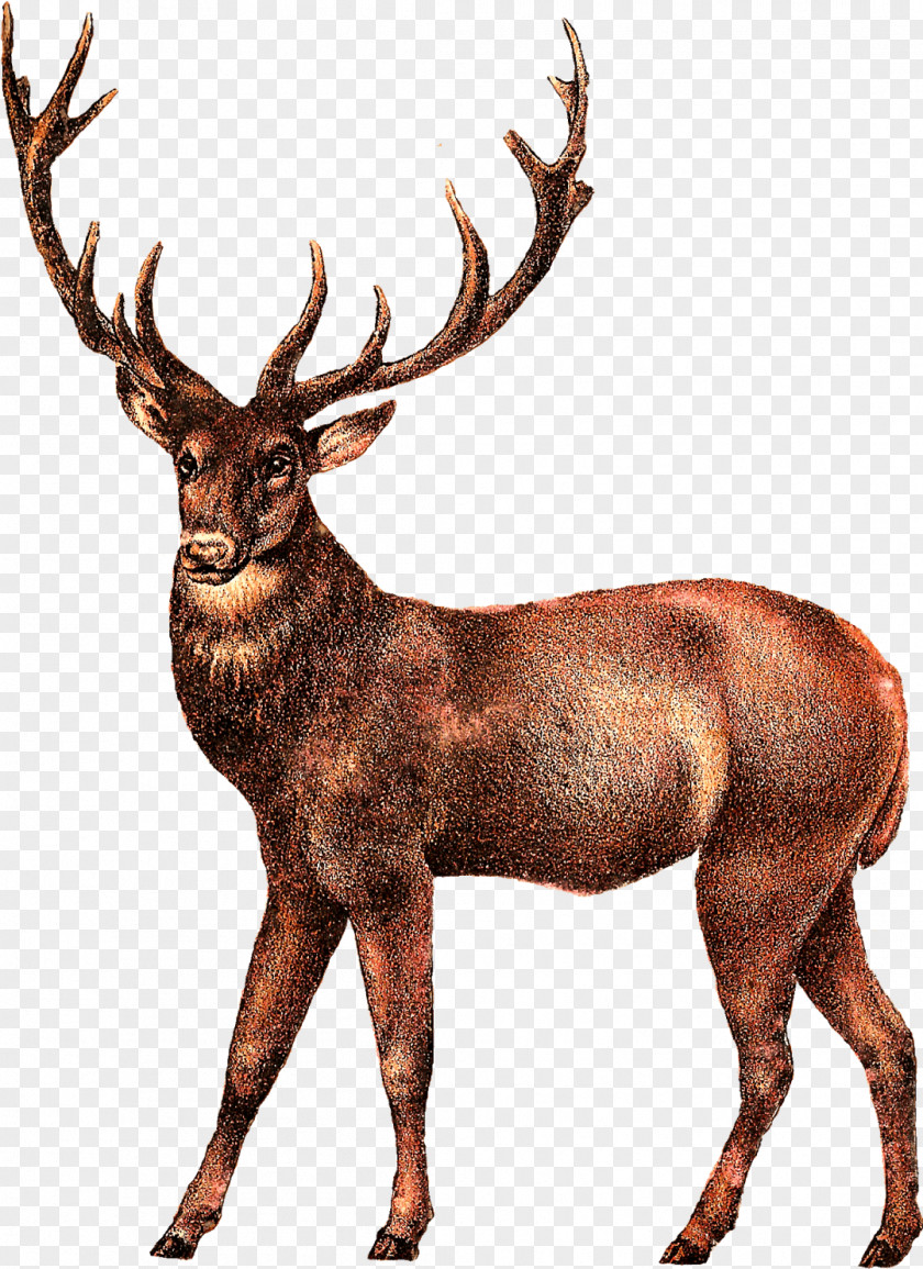 Antelope Wildlife Reindeer Cartoon PNG