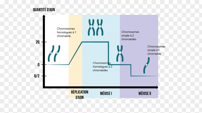 Design Brand Diagram Line PNG