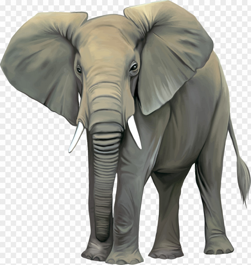 Elephants Asian Elephant African Stock Photography Clip Art PNG