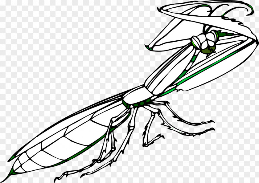 Insect Mantis Praying Clip Art PNG