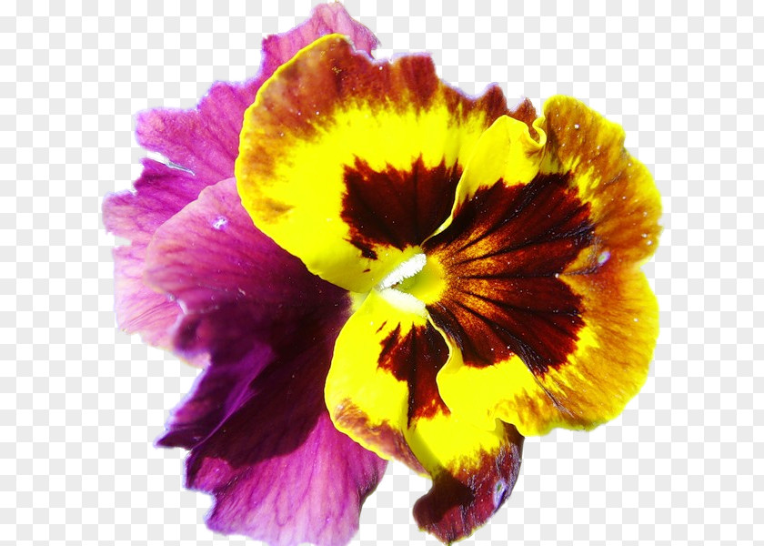 Pansy Annual Plant Clip Art PNG