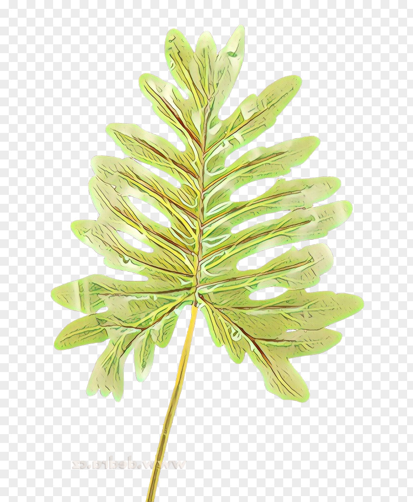 Plant Stem Flowering Leaf White Pine Flower Tree PNG