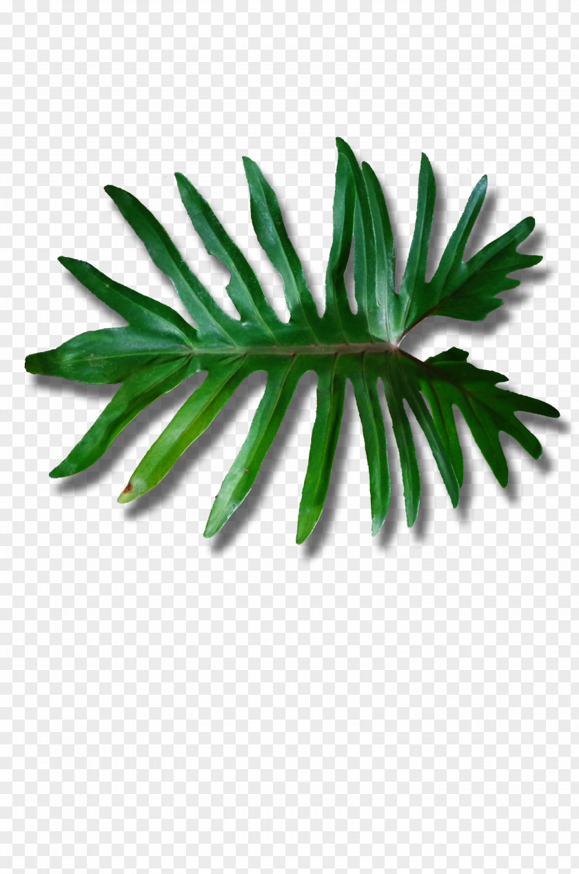 Satisfy Shoots Creative Green Poster Image Leaf Plant Stem 6 May Arecaceae DeviantArt PNG