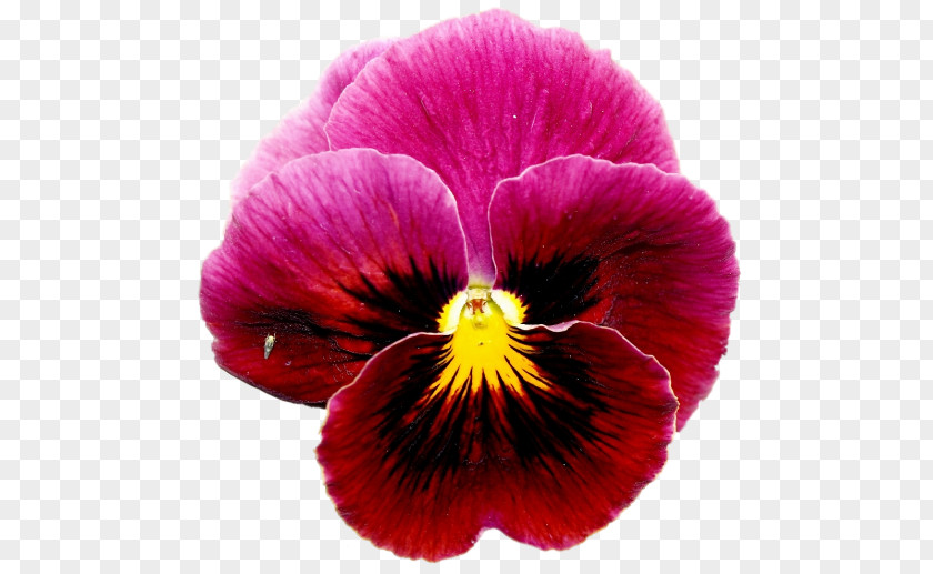 Violet Pansy Annual Plant Close-up PNG