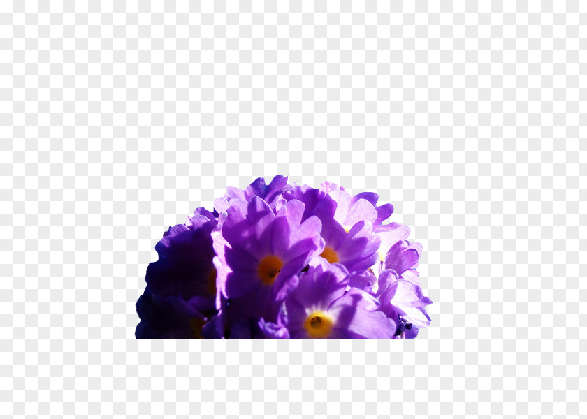 Bright Purple Bouquet Flower Blue Wallpaper PNG