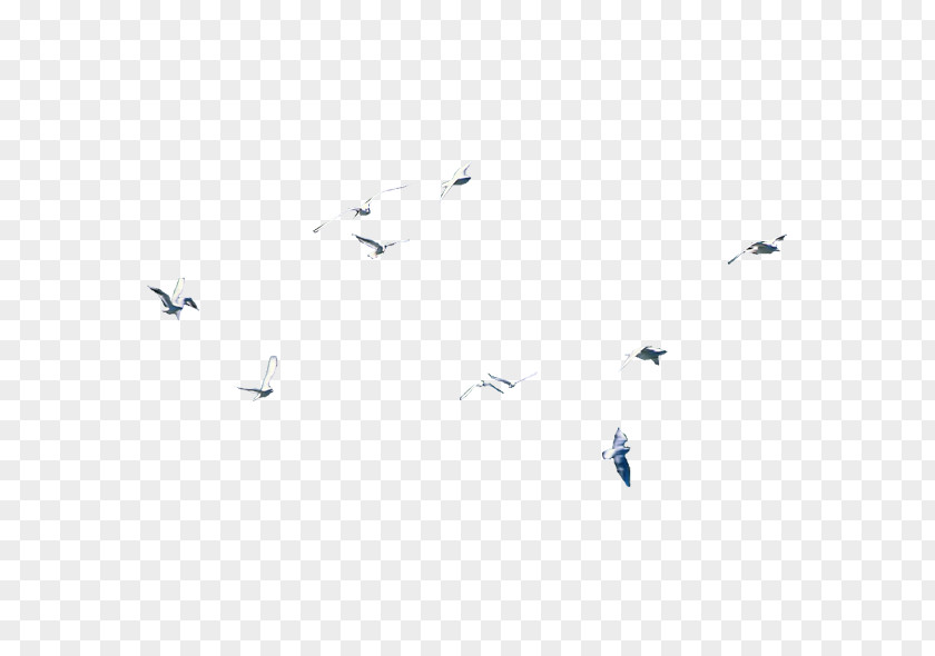 Flock Of Birds Black And White Line Point Angle PNG