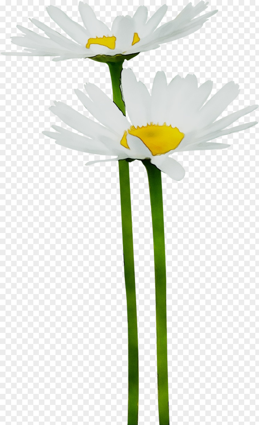 Oxeye Daisy Yellow Plant Stem Plants PNG