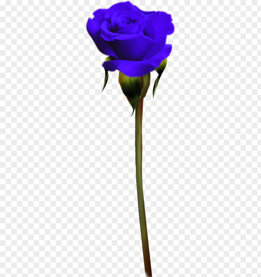Rose Garden Roses Blue Purple PNG