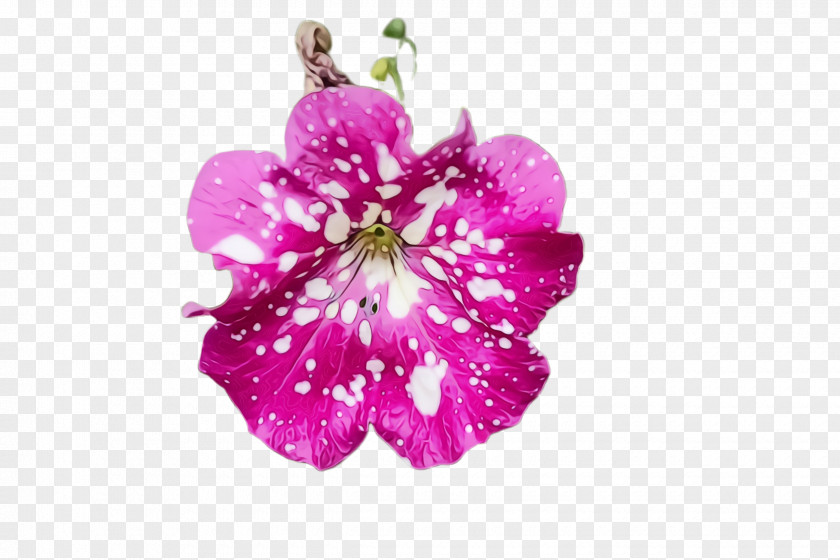 Wildflower Geranium Flower Flowering Plant Petal Pink PNG
