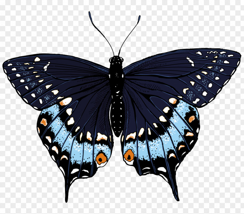 Butterfly Swallowtail Insect Papilio Machaon Clip Art PNG