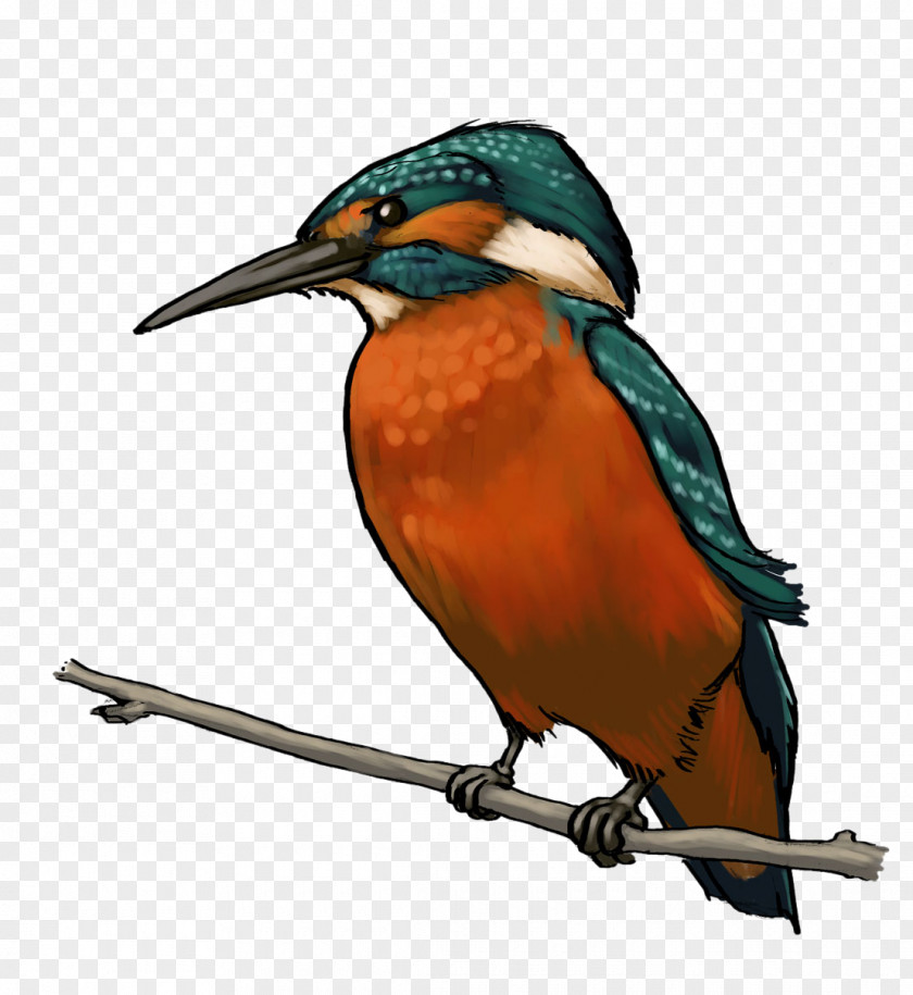Kingfisher Drawing Bird Clip Art PNG