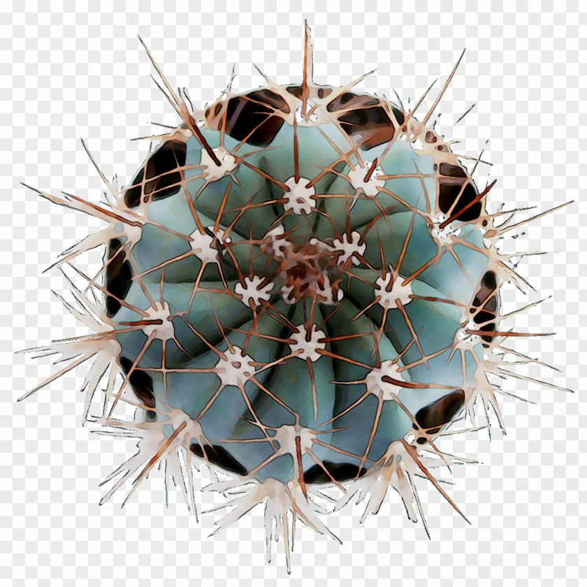 Thorns, Spines, And Prickles Strawberry Hedgehog Cactus Symmetry Echinocereus PNG