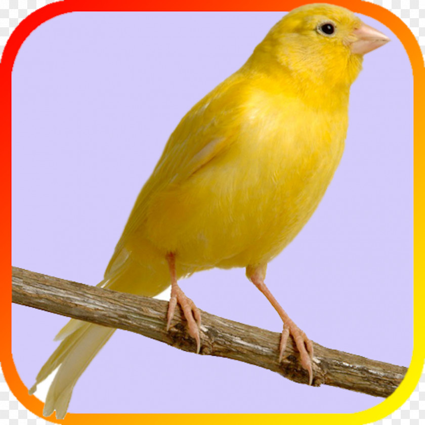 Bird Cage Domestic Canary United States Finch Pet PNG