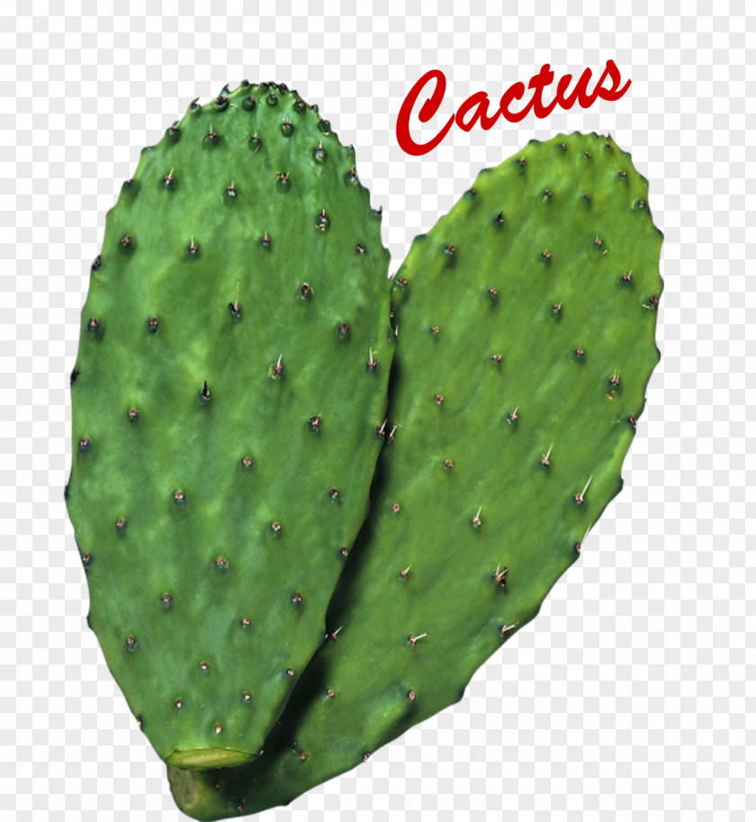 Cactus Nopal Clip Art Botanical Name Succulent Plant PNG