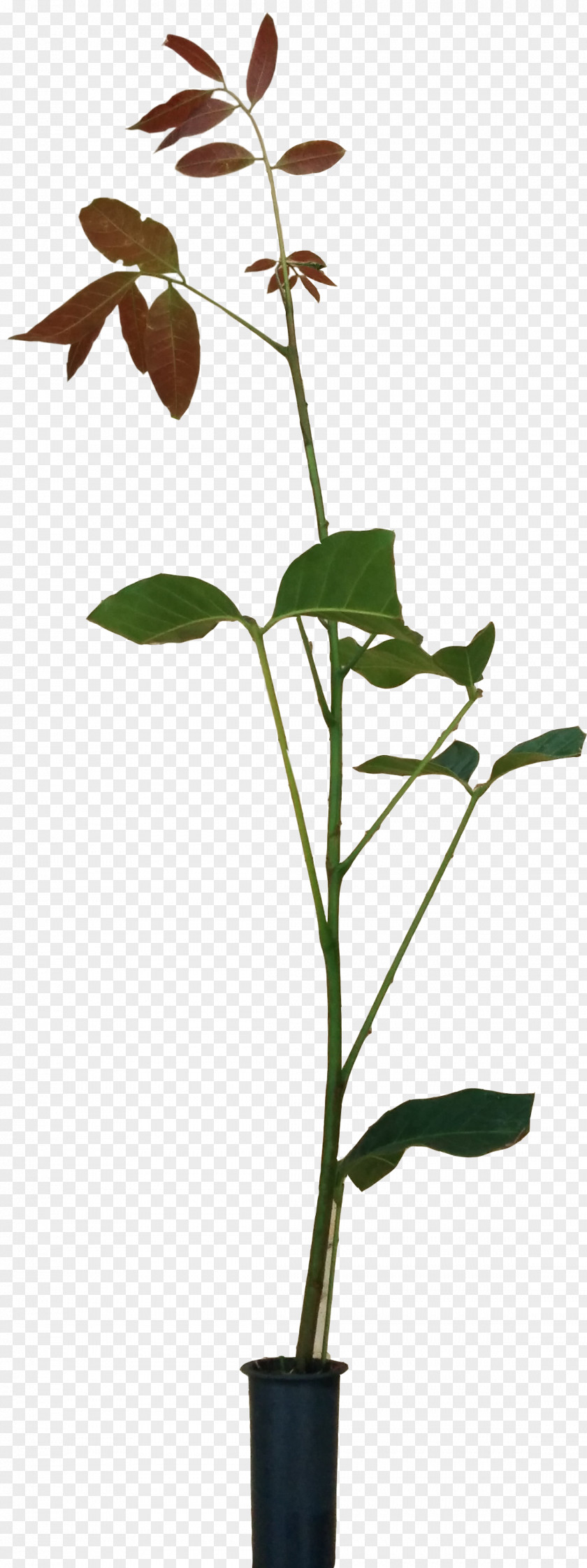 Flower Twig Flowerpot Plant Stem Leaf PNG