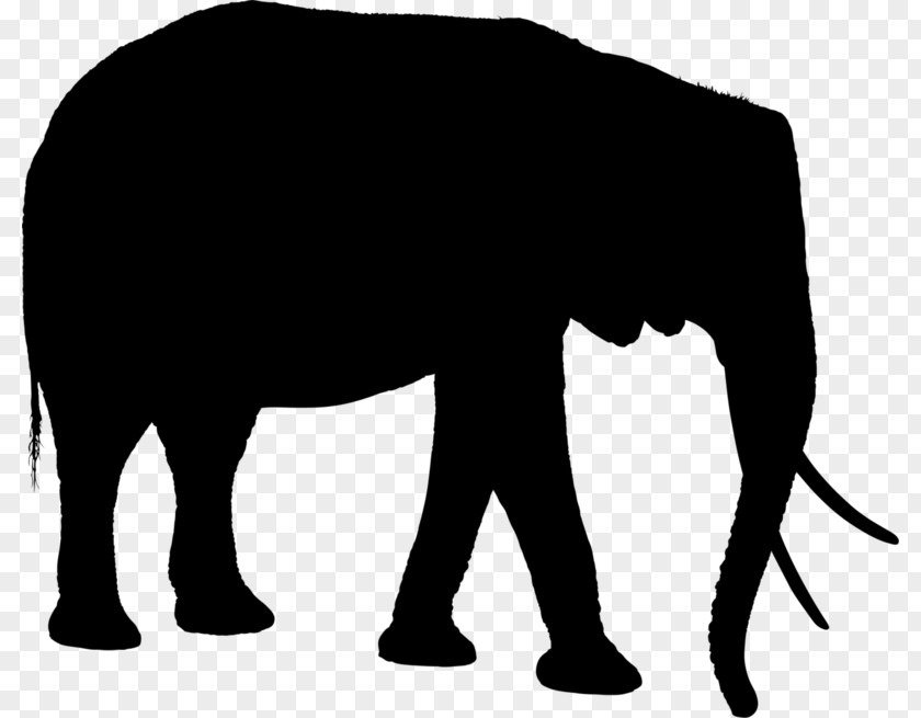 African Elephant Image Clip Art PNG