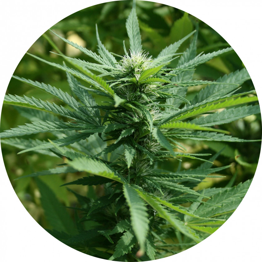 Cannabis Ruderalis Sativa Medical Cultivation PNG